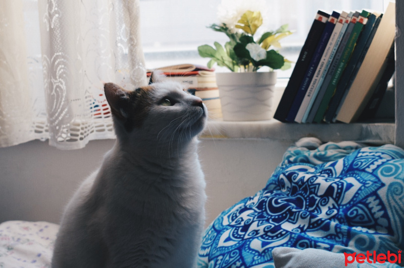 Tekir Kedi, Kedi  Bihter fotoğrafı
