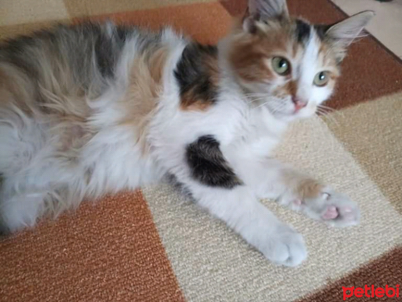 Soke, Kedi  baby fotoğrafı