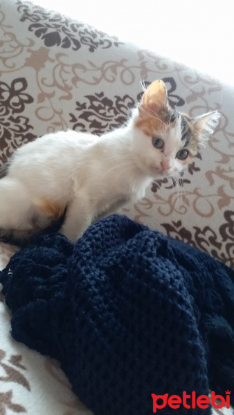 Tekir Kedi, Kedi  yok fotoğrafı