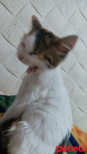 Tekir Kedi, Kedi  yok fotoğrafı