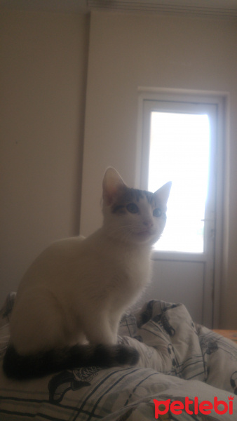 Tekir Kedi, Kedi  Nisan fotoğrafı