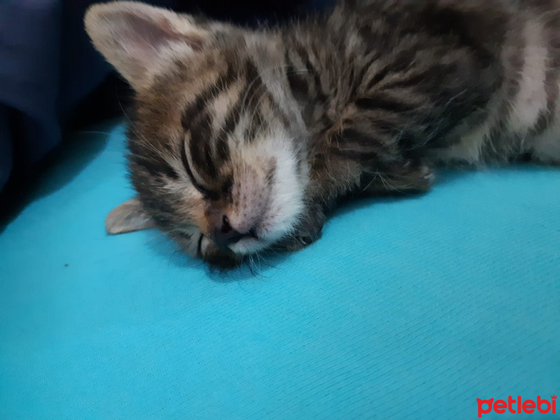 Tekir Kedi, Kedi  Efe fotoğrafı