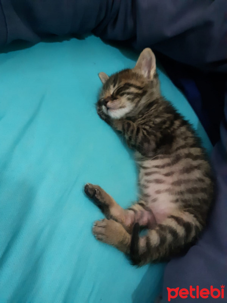 Tekir Kedi, Kedi  Efe fotoğrafı