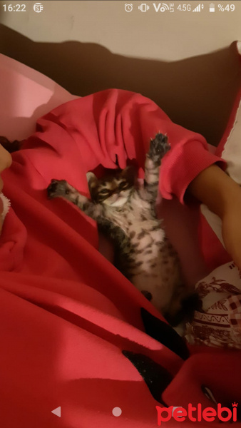 Tekir Kedi, Kedi  Efe fotoğrafı