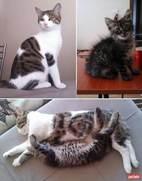 Tekir Kedi, Kedi  Screamy ve Sushi fotoğrafı