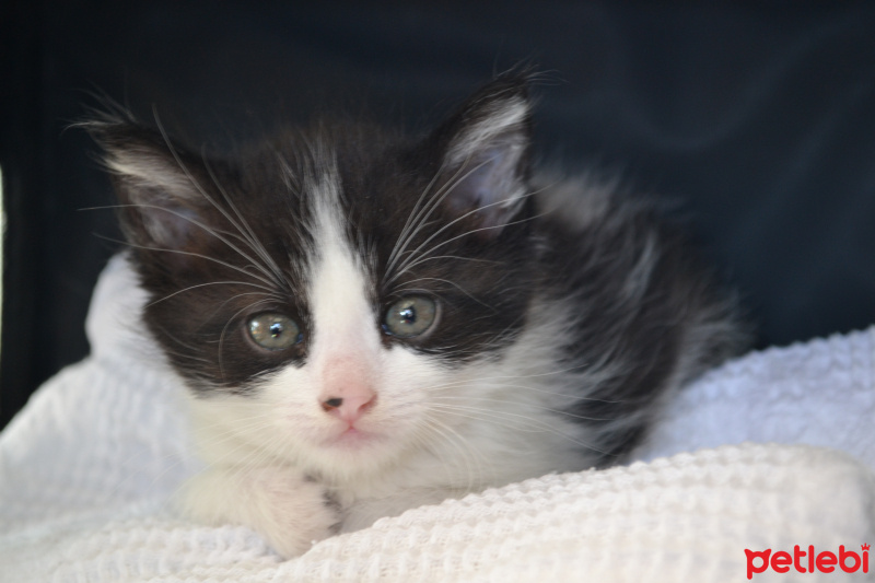 Tuxedo (Smokin) Kedi, Kedi  paris fotoğrafı