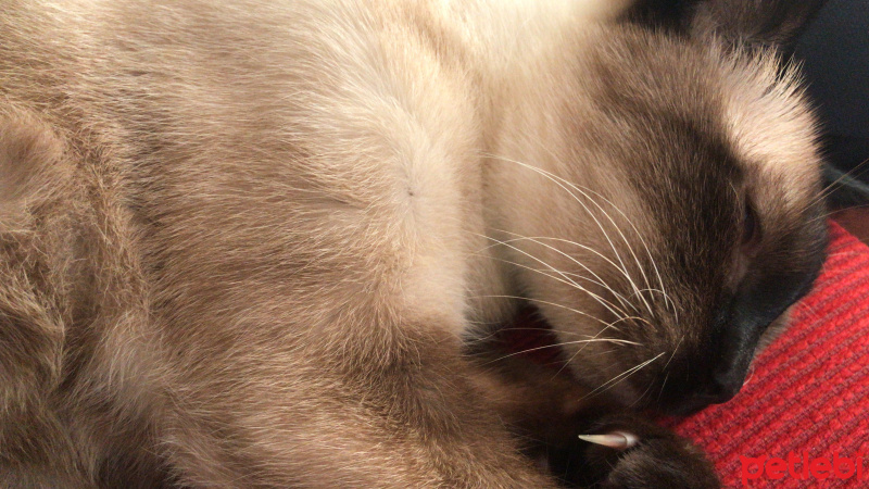 Siyam Kedisi, Kedi  Siyasi fotoğrafı
