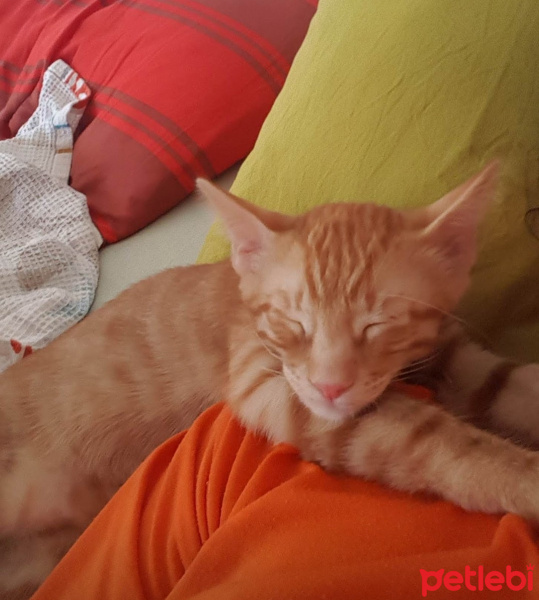 Tekir Kedi, Kedi  Kaju fotoğrafı