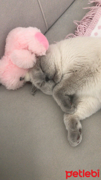 Scottish Fold, Kedi  Mişel fotoğrafı