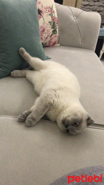 Scottish Fold, Kedi  Mişel fotoğrafı