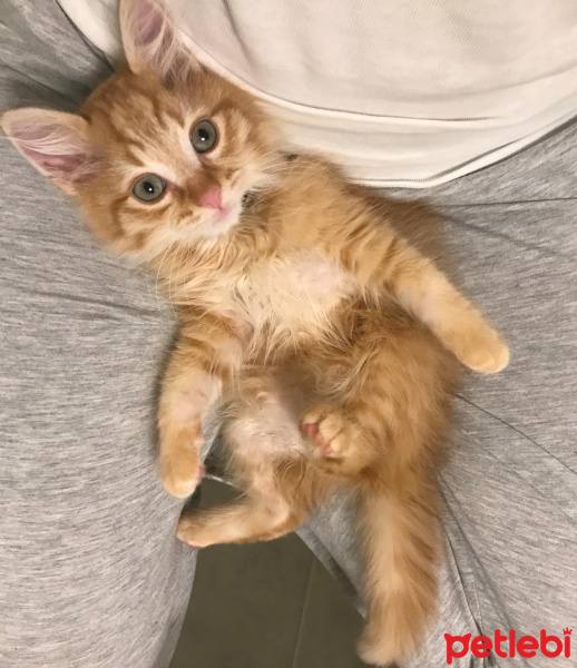 Sarman, Kedi  PORTAKAL fotoğrafı