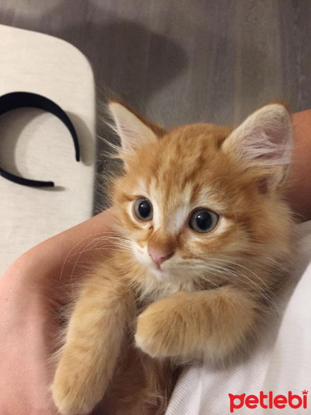 Sarman, Kedi  PORTAKAL fotoğrafı