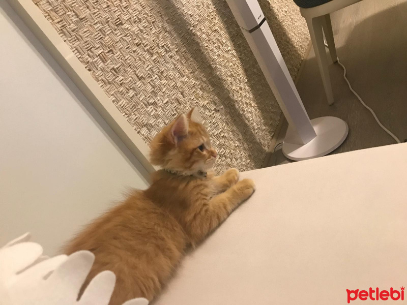 Sarman, Kedi  PORTAKAL fotoğrafı