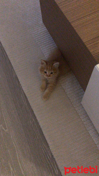 Sarman, Kedi  PORTAKAL fotoğrafı