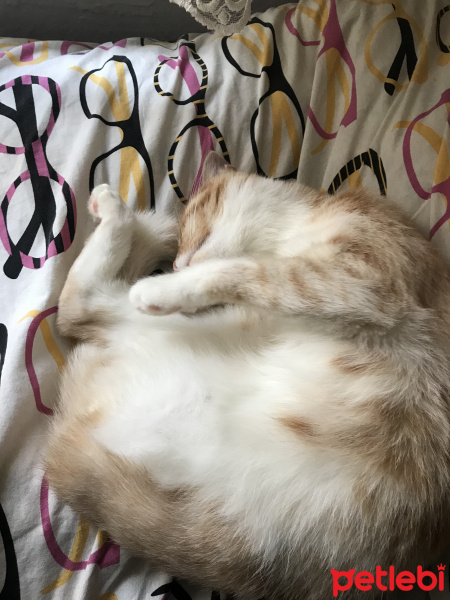 Tekir Kedi, Kedi  Tetra fotoğrafı