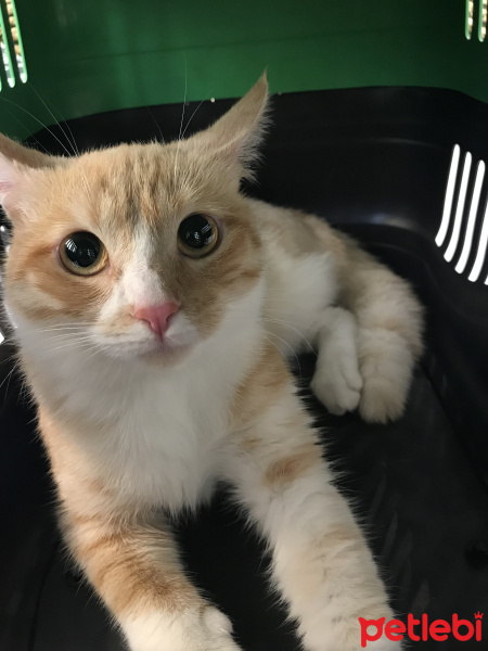 Tekir Kedi, Kedi  Tetra fotoğrafı