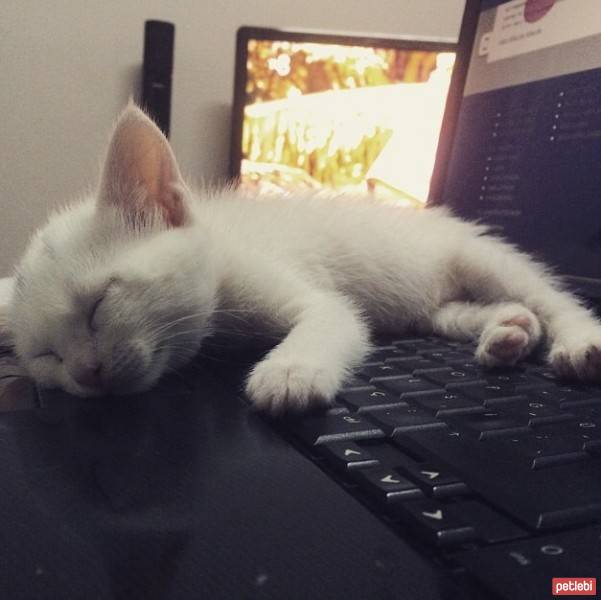 Ankara Kedisi, Kedi  MİA fotoğrafı