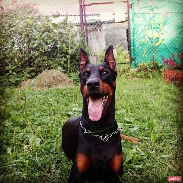 Doberman Pinscher, Köpek  Robin fotoğrafı