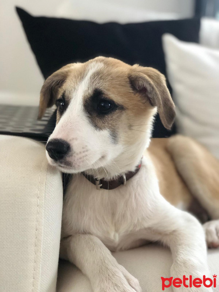 Sokö (Sokak Köpeği), Köpek  karamel fotoğrafı