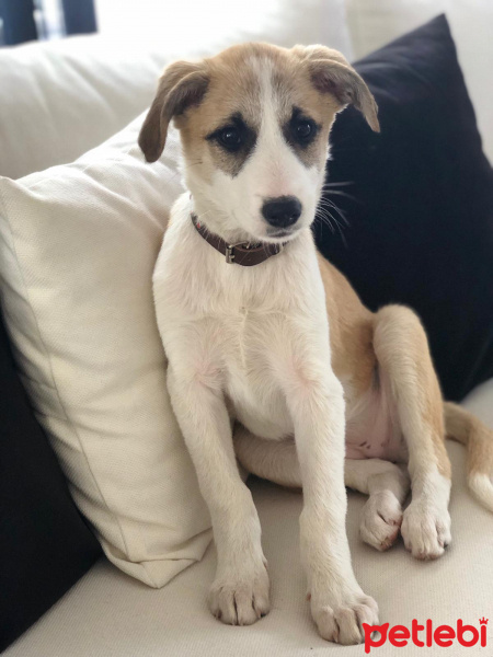 Sokö (Sokak Köpeği), Köpek  karamel fotoğrafı