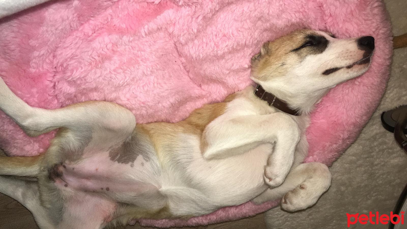 Sokö (Sokak Köpeği), Köpek  karamel fotoğrafı