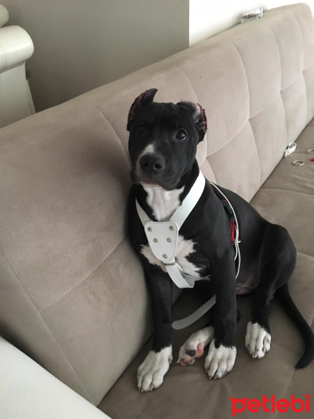 Amerikan Pitbull Terrier, Köpek  Gölge fotoğrafı