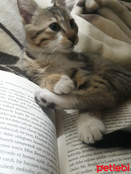 Tekir Kedi, Kedi  Fındık fotoğrafı