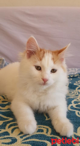 Tekir Kedi, Kedi  Ajda fotoğrafı