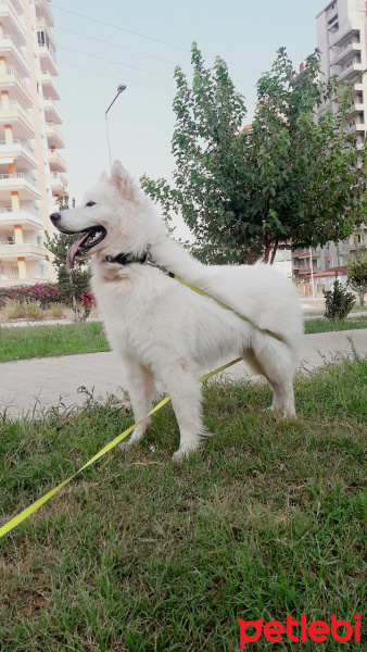 Samoyed, Köpek  Puki fotoğrafı