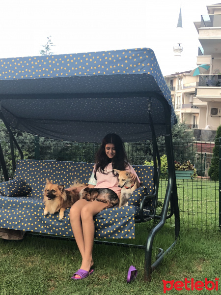 Sokö (Sokak Köpeği), Köpek  Çakıl-Pafi-Odi fotoğrafı