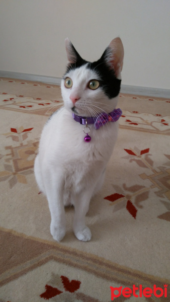 Bombay, Kedi  Mia fotoğrafı