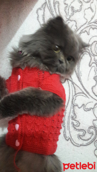İran Kedisi (Persian), Kedi  Mia fotoğrafı