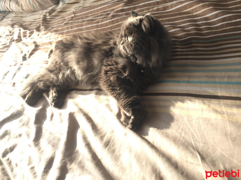 İran Kedisi (Persian), Kedi  Mia fotoğrafı