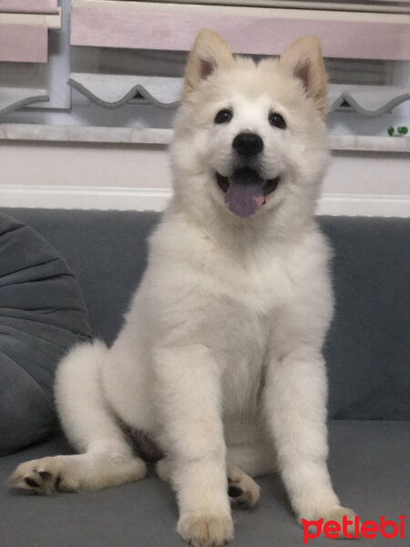 Samoyed, Köpek  Lina fotoğrafı