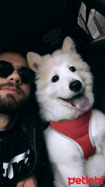 Samoyed, Köpek  Lina fotoğrafı