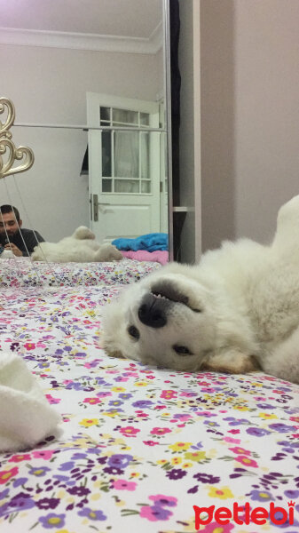 Samoyed, Köpek  Lina fotoğrafı