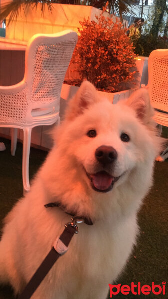 Samoyed, Köpek  Lina fotoğrafı