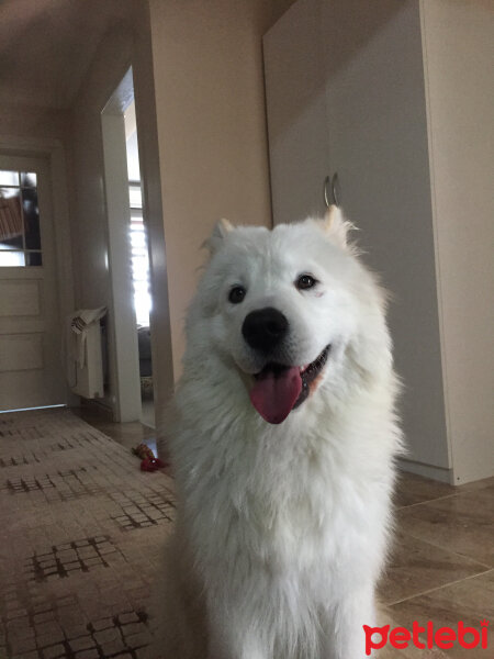 Samoyed, Köpek  Lina fotoğrafı