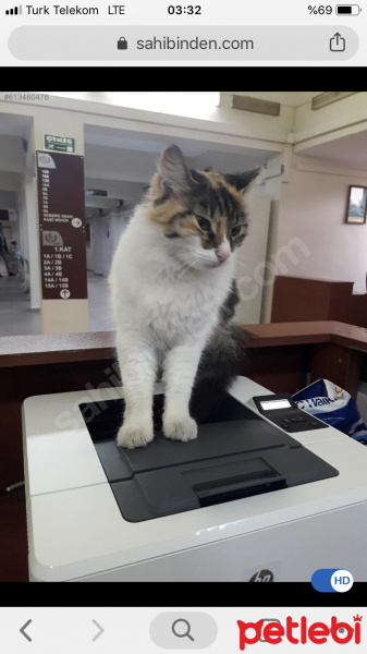 Ankara Kedisi, Kedi  Bulgur fotoğrafı