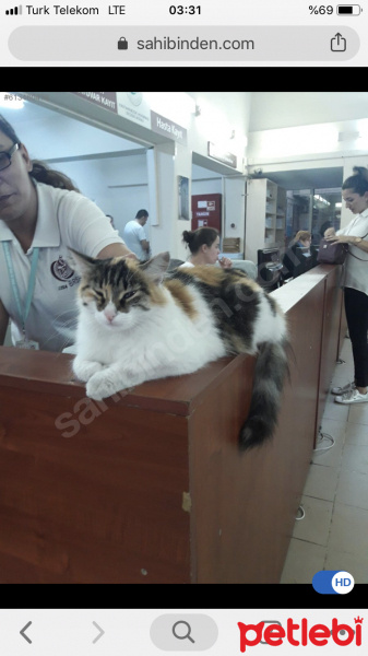 Ankara Kedisi, Kedi  Bulgur fotoğrafı