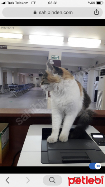 Ankara Kedisi, Kedi  Bulgur fotoğrafı