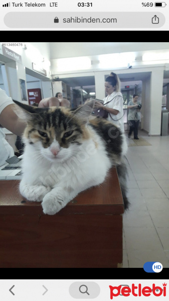 Ankara Kedisi, Kedi  Bulgur fotoğrafı