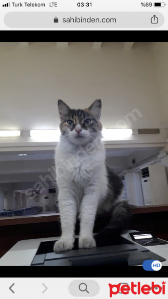Ankara Kedisi, Kedi  Bulgur fotoğrafı