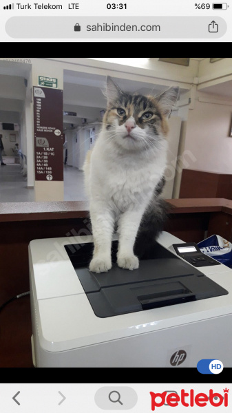 Ankara Kedisi, Kedi  Bulgur fotoğrafı