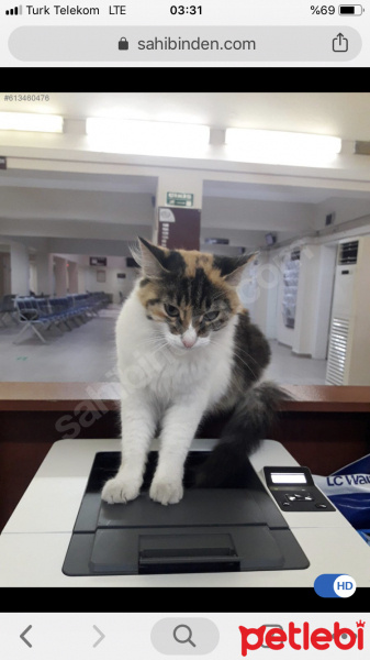 Ankara Kedisi, Kedi  Bulgur fotoğrafı