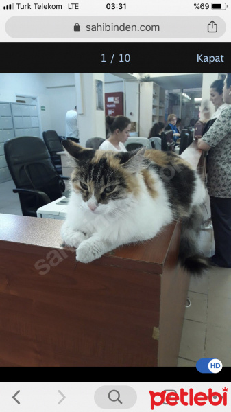 Ankara Kedisi, Kedi  Bulgur fotoğrafı