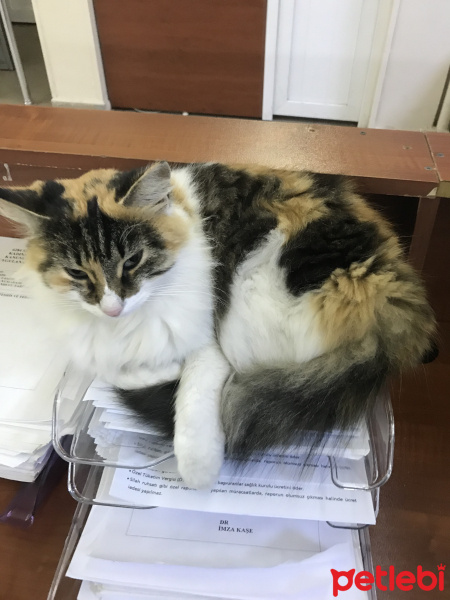 Ankara Kedisi, Kedi  Bulgur fotoğrafı