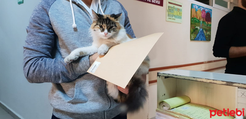 Ankara Kedisi, Kedi  Bulgur fotoğrafı