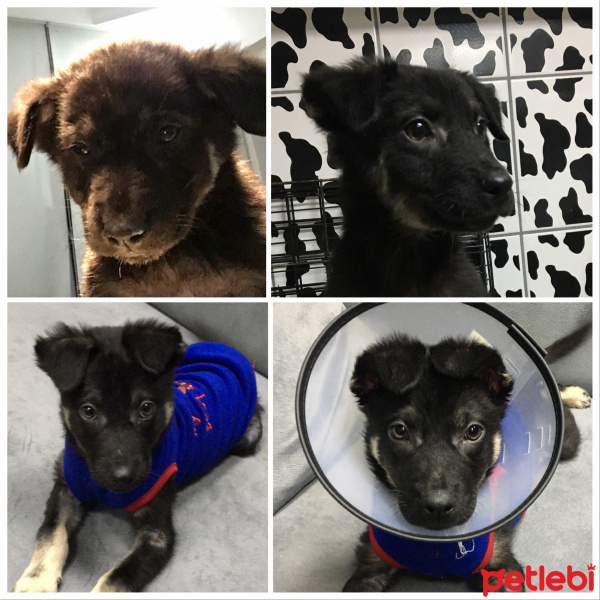 Alman Çoban Köpeği, Köpek  Paşa fotoğrafı