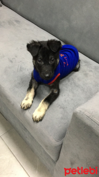 Alman Çoban Köpeği, Köpek  Paşa fotoğrafı